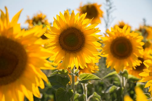 Close Up Shot of Sunflowers