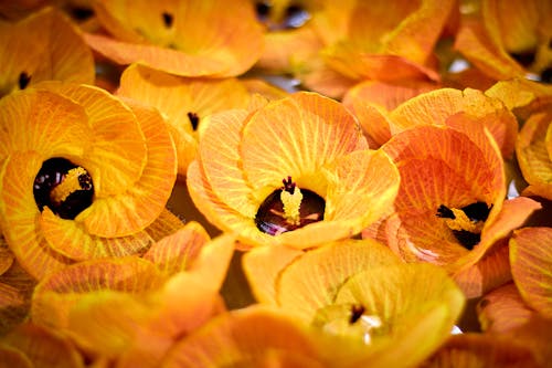 Close Up Shot of Flowers