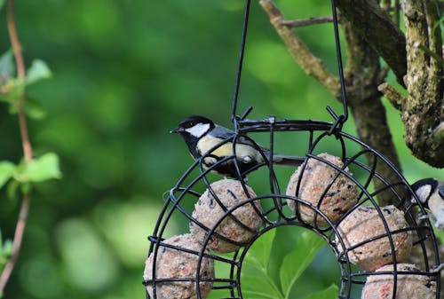 Free stock photo of bird feeder, small bird, songbird