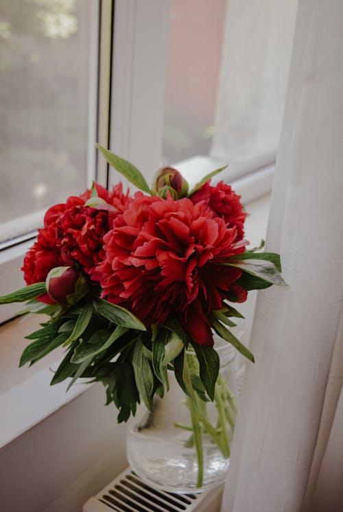 Ilmainen kuvapankkikuva tunnisteilla ikkuna, kasvikunta, kukkamaljakko Kuvapankkikuva