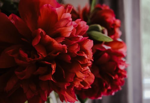 Gratuit Photos gratuites de fermer, fleurs rouges, flore Photos
