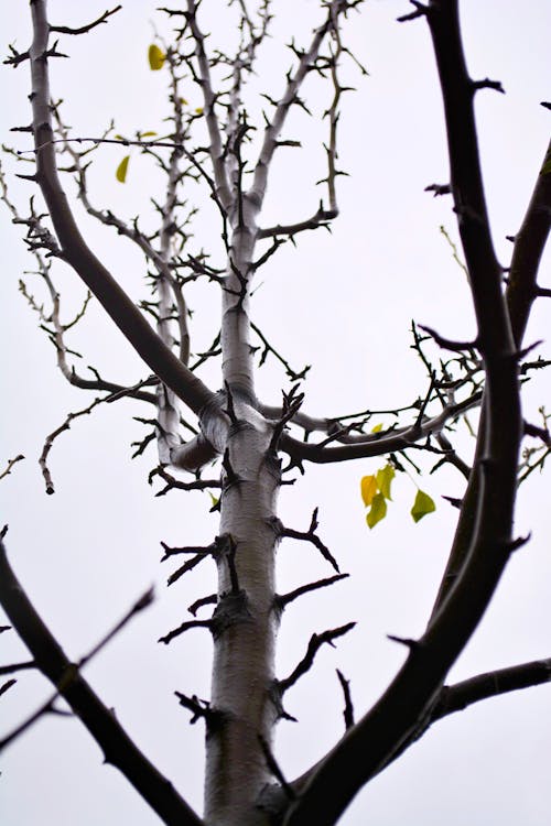Darmowe zdjęcie z galerii z czyste niebo, drzewa, fotografia