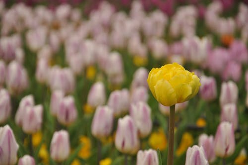 Free stock photo of tulips, yellow tulips