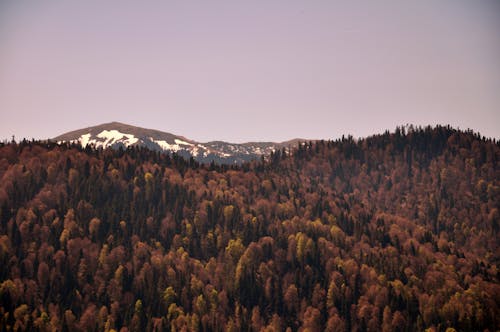 Free stock photo of mountain background, trees forest