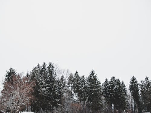 Free stock photo of dark, snow, trees