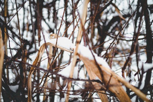 無料 乾燥した葉の雪のクローズアップ写真 写真素材