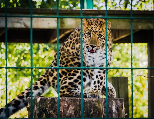 Ücretsiz Kafesin İçinde Leopard Fotoğrafı Stok Fotoğraflar