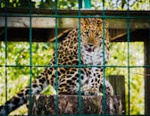 动物园围栏里的豹子，皮毛雄伟，目光锐利