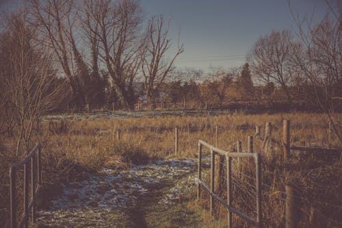 セピア写真で草地のある経路の写真を撮る人