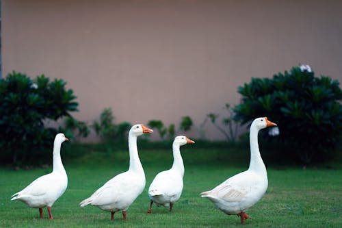 White Domestic Geese on Green Grass 