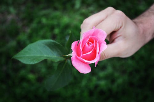 Person Holding a Blooming Pink Rose