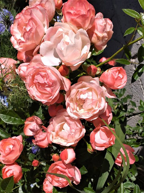 Photo of Pink Roses 