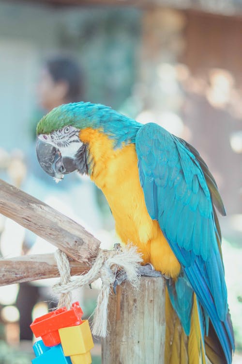Darmowe zdjęcie z galerii z kolorowy, papuga