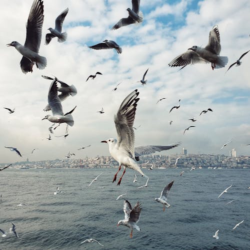 Free Flying Seagulls Over the Sea Stock Photo