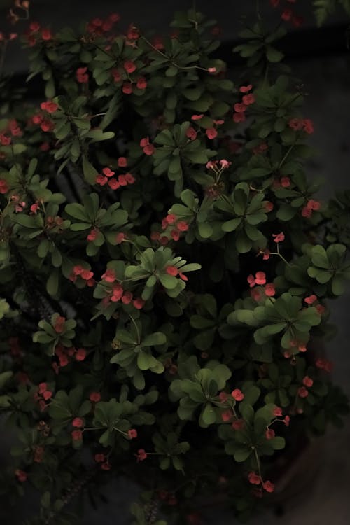 Lush bush with small flowers