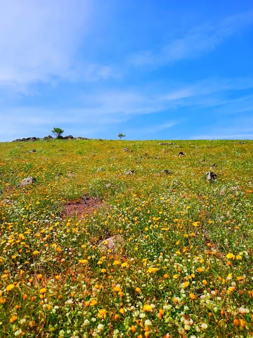 Gratis stockfoto met blauwe lucht, bloemen, gras