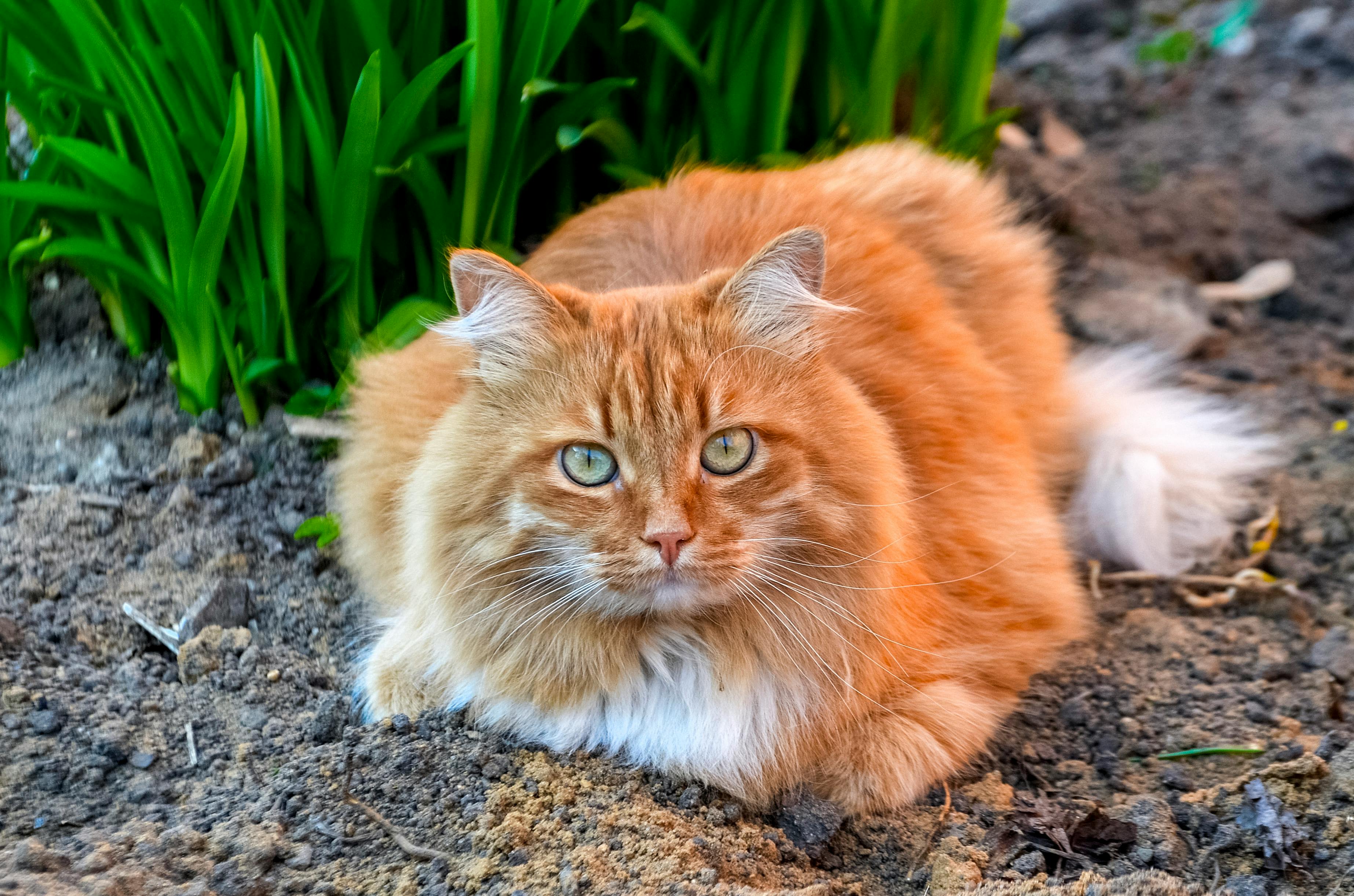 Long Haired Orange Cat Lying on Ground · Free Stock Photo
