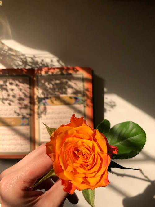 Person Holding an Orange Rose
