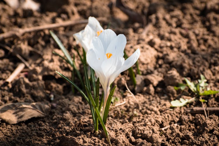  White Crocus Flowers On Brown Soil