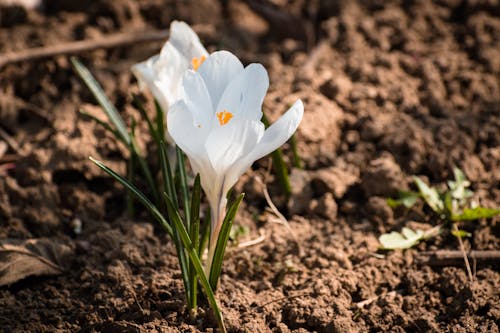 White Flower on Brown Soil
