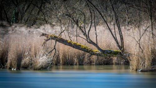 무료 강가에 죽은 나무 스톡 사진