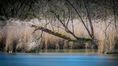 河畔景色宁静，树木长满苔藿，海水静谧