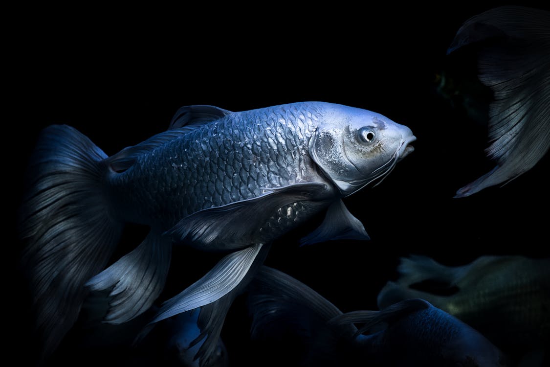 Fish with shiny scales swimming in aquarium · Free Stock Photo