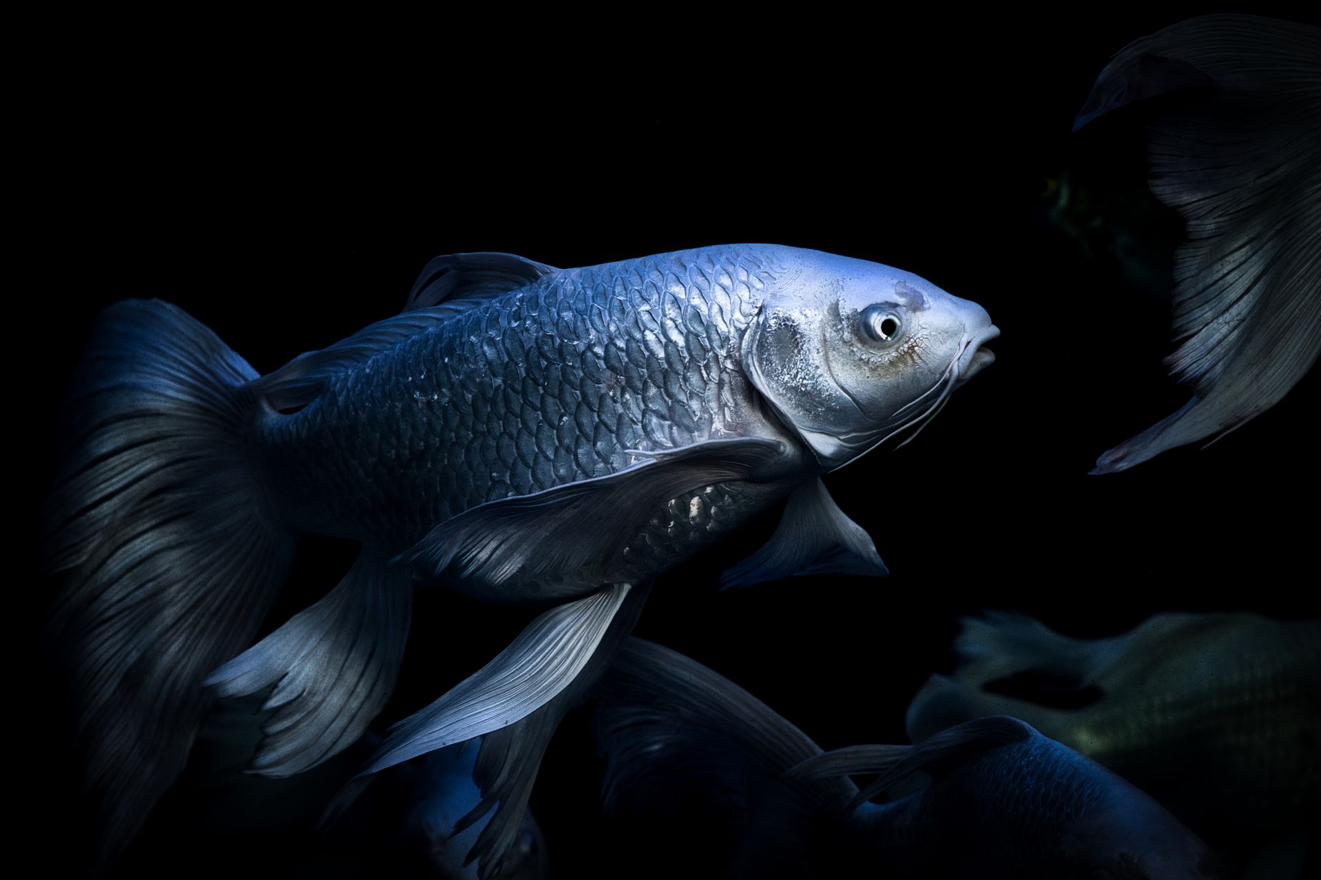 Through glass view of fish with curved fins and glowing scales swimming in pure water