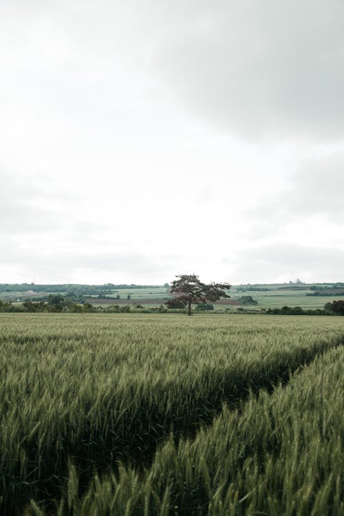 Darmowe zdjęcie z galerii z białe niebo, pionowy strzał, pole pszenicy