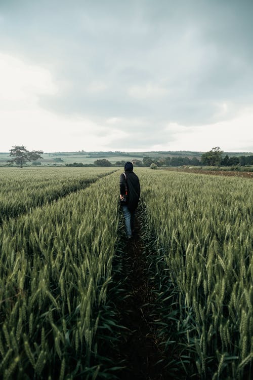 Person in Black Hoodie Jacket Walking on Green Wheat Field 
