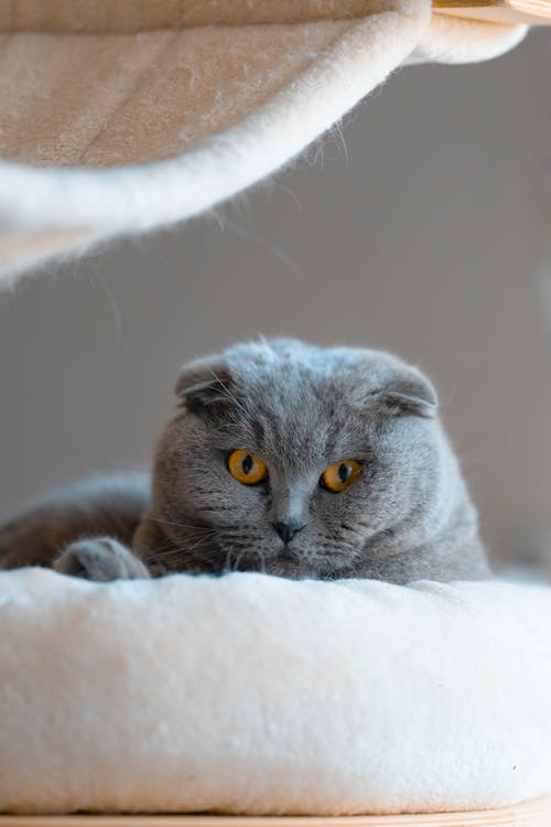 Free Adorable fluffy Scottish Fold domestic kitten with yellow eyes lying in cat bed Stock Photo