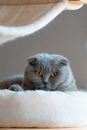 Adorable fluffy Scottish Fold domestic kitten with yellow eyes lying in cat bed