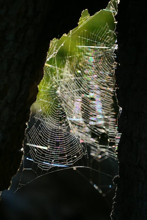 Foto stok gratis alam, cahaya, jaring laba-laba