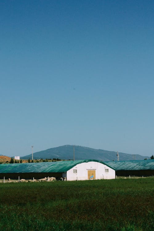 Agriculture Barns in Field