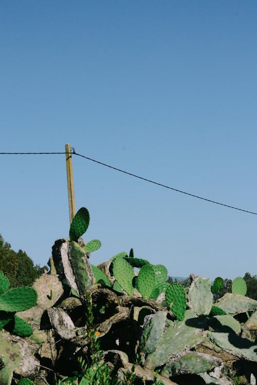 Gratis lagerfoto af blå himmel, kaktusser, kraftværker Lagerfoto