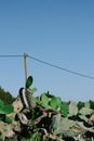 Green Moss on Brown Wooden Fence