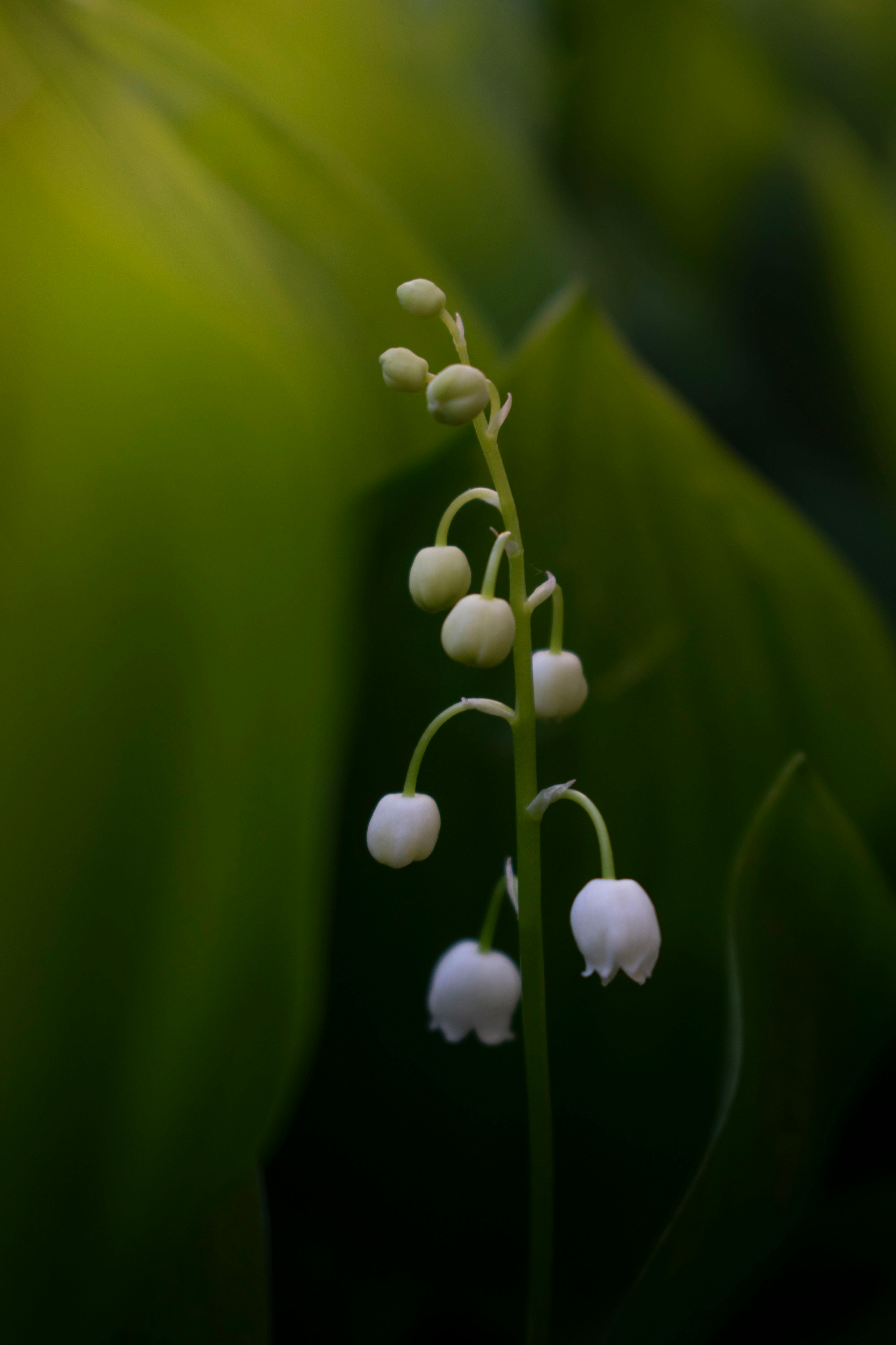 Elegant lily of the valley flowers with a soft, blurred background in verdant greens.