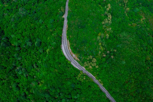 Drone Shot of Road through Forest