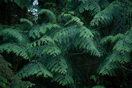 Fern Leaves in a Forest 