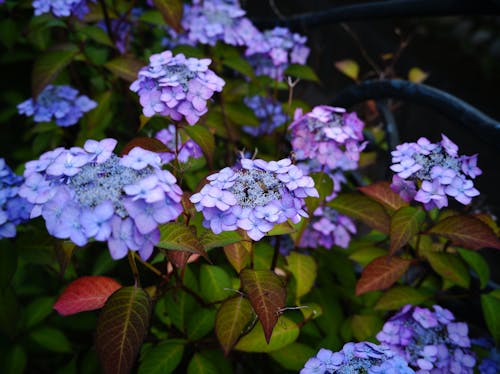 Purple Flowers With Green Leaves