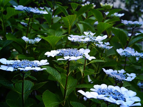 Beautiful Blue and White Flowers in the Garden