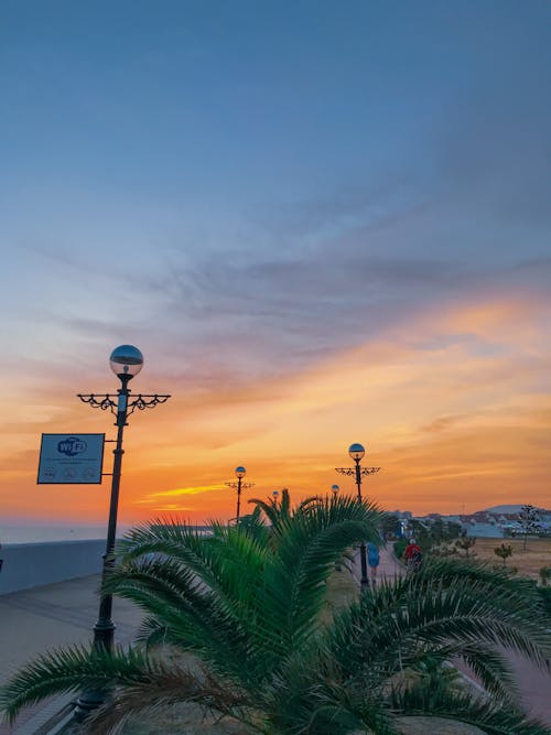 Tropical Plants on a Beach During Sunset 