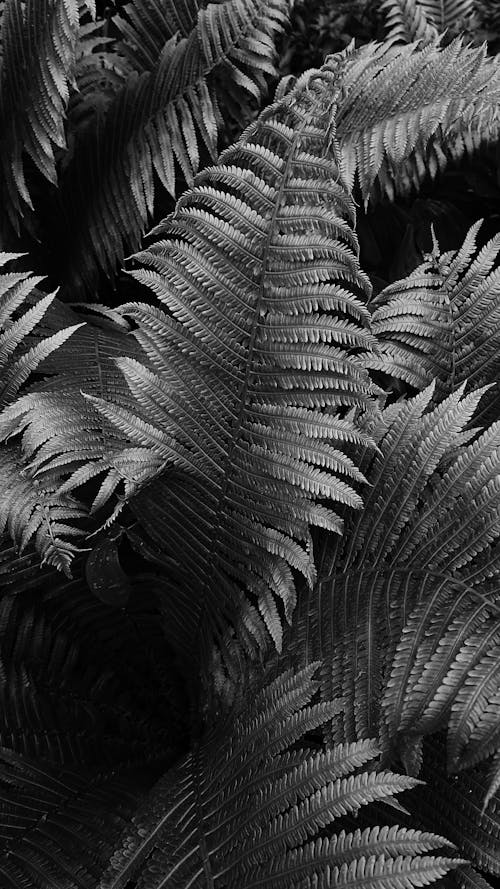 Free Backdrop of leaves of fern Stock Photo