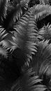 Backdrop of leaves of fern