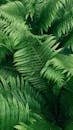 Green leaves of growing fern