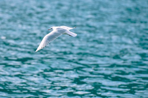White Bird Flying Over the Sea
