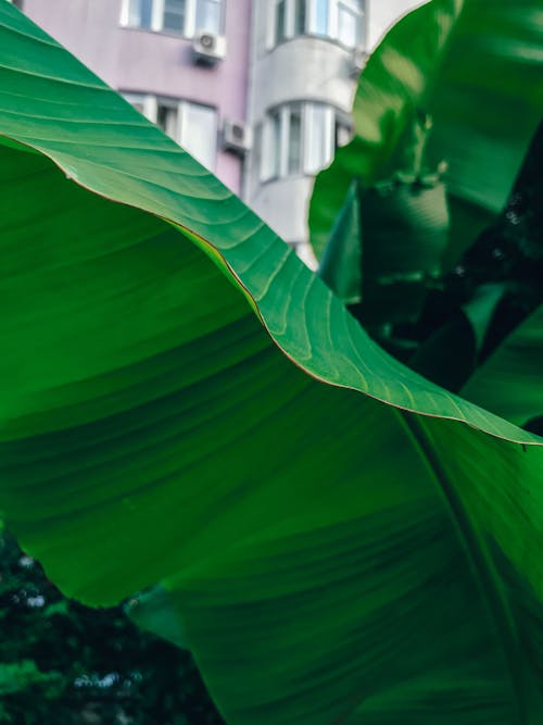 бесплатная Бесплатное стоковое фото с банановые листья, большой, водонепроницаемый Стоковое фото