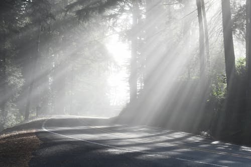 Sunlight through the Trees