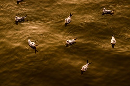 Free White gulls float peacefully on golden, rippling water, casting serene reflections at sunset. Stock Photo