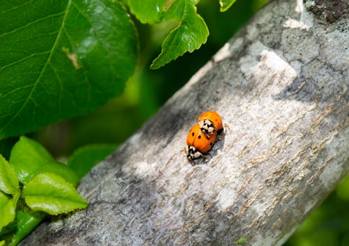 Free stock photo of beetles, couple